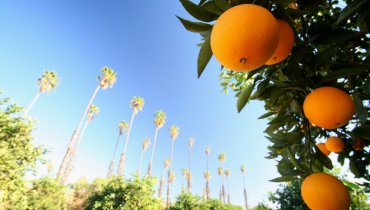 Image of Riverside – Home of California’s Citrus Industry