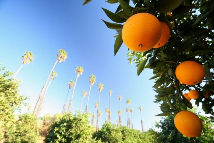 Close up to an orange tree with many oranges hanging. Bushes and palm trees in background.