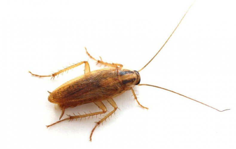 Close up to a cockroach to depict easy tips to keep pests out of your home
