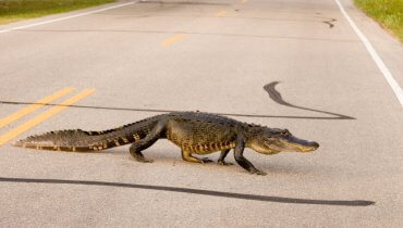 Image of Road Gators Are Not an Endangered Species