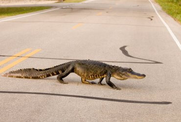 Image of a Road Gators Are Not an Endangered Species