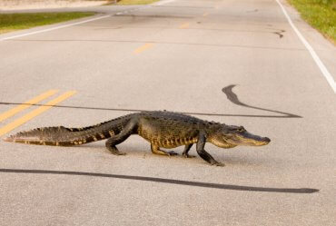 Image of Road Gators Are Not an Endangered Species