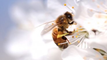 Image of Spring Has Sprung – How to Reduce the Risk of Bee and Wasp Stings