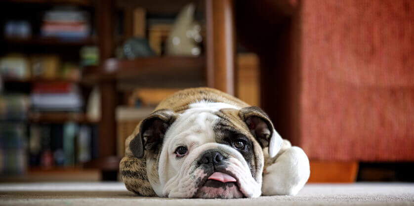 An English Bulldog puppy rests on the carpet floor of a living room with its tongue out.