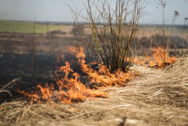 Image of a What Kind of Protection Can You Get From Wildfires?