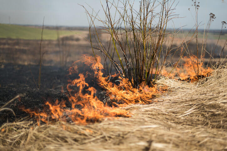 Closeup to burning grass in the field, shrubs and plants are burned, land covered with dark ashes.