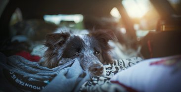 Image of Pet Travel 101: Advice On Traveling With Your Fur Friends