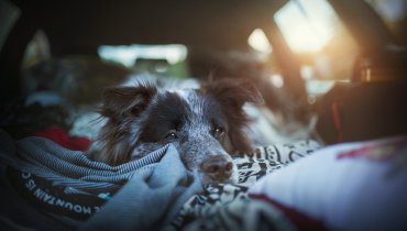 Image of Pet Travel 101: Advice On Traveling With Your Fur Friends