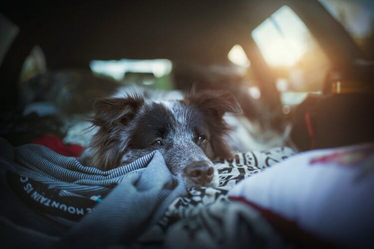 Traveling with dog in the car.