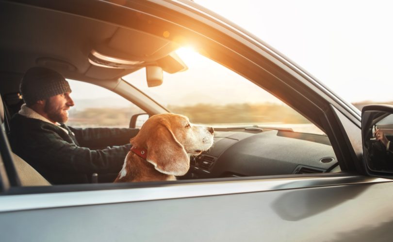 Man driving with his beagle dog