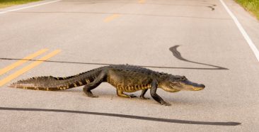 Image of a Road Gators Are Not an Endangered Species