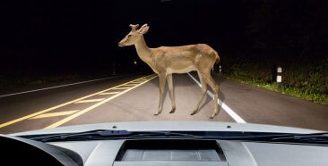 Image of a Does Car Insurance Cover Wildlife Collisions?