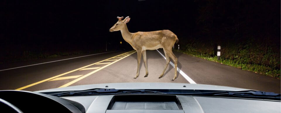 A deer standing in the middle of the road to illustrate how does car insurance cover wildlife collisions.