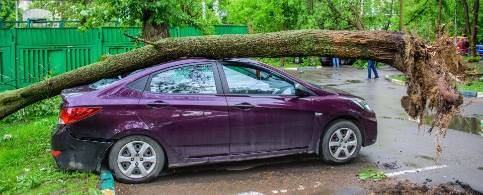 A car that suffered damage after a tree branch fell on it to illustrate when to add comprehensive auto-insurance.