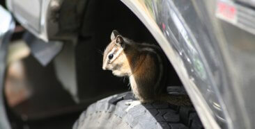 Image of a How Does Car Insurance Cover Rodent Damage?