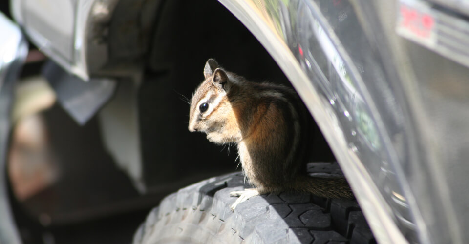 A small squirrel sitting on a static car tire to illustrate how some animals can damage your vehicle and insurance.