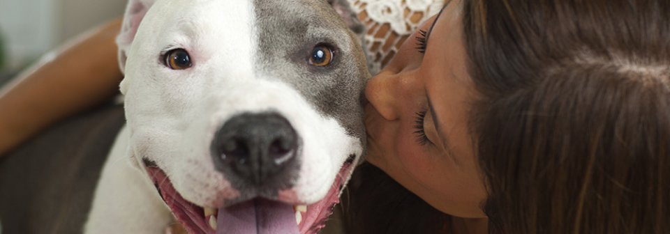 Close up of an owner kissing pit bull dog that illustrates whether homeowner's insurance can be cancelled if I own a pitbull.