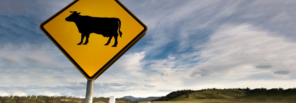 Road sign with the silhouette of a cow to illustrate who's liable for all the damage if you crash into a cow.