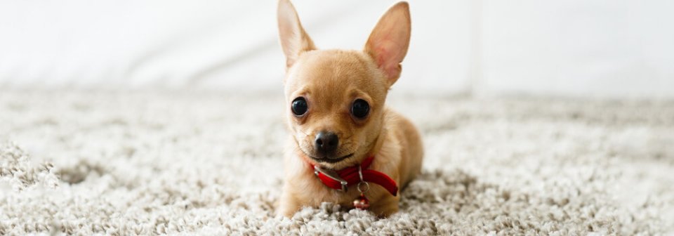 A small Chihuahua dog lying on an expensive angora carpet to showcase what happens if my dog chews up my priceless rug.