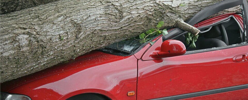 A car that was crushed by a windfallen tree whose owner is covered thanks to comprehensive insurance.