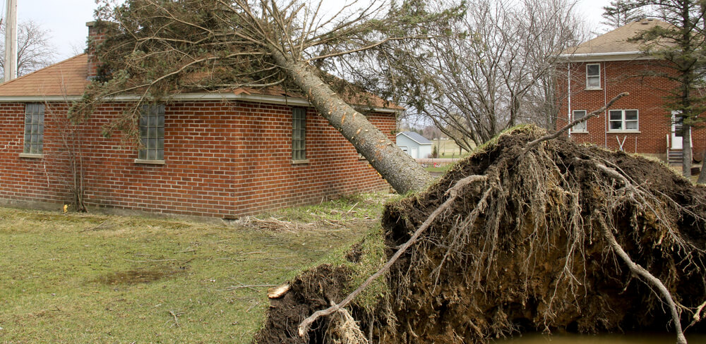 fallen tree on house tornado after effects