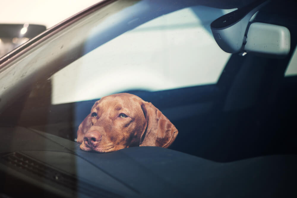 dog in car can you break into a car to save a dog