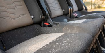 Image of a Is Mold in a Car Dangerous?