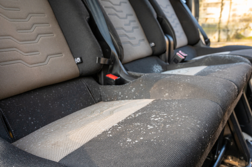 Is Mold in a Car Dangerous?