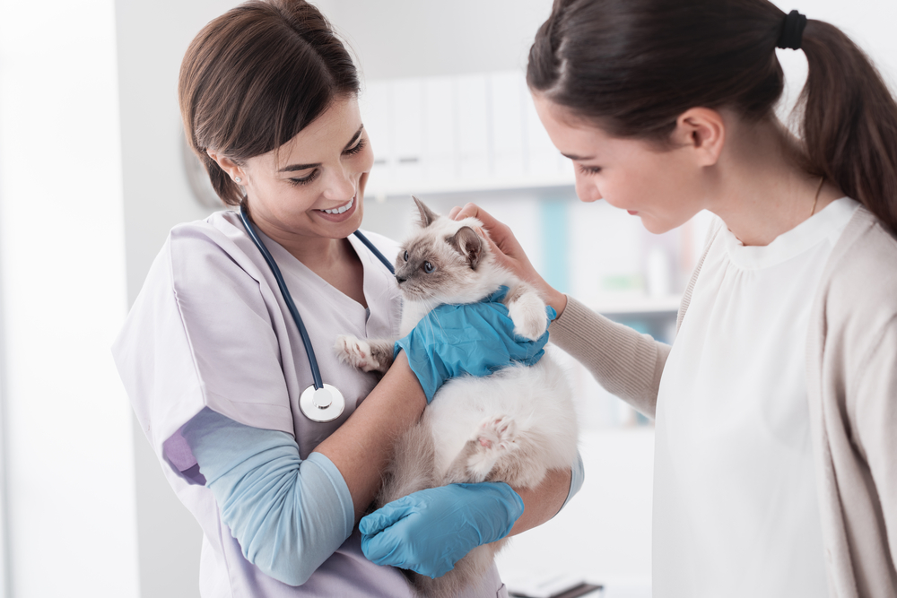 cat at the vet