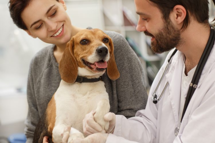 dog at vet