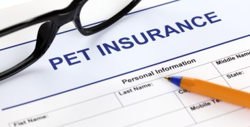Image of a Pet Insurance is the Answer to High Vet Bills