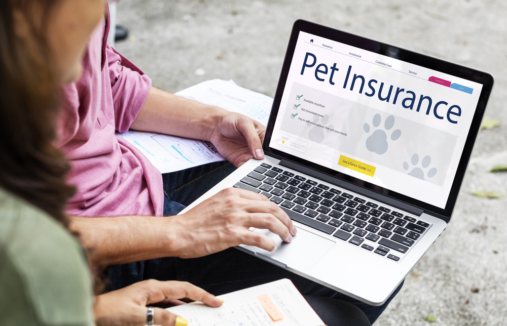 person on laptop looking up pet insurance