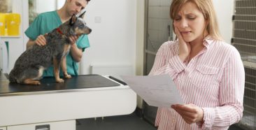Image of a Which Pet Insurance Provider Is Right for You?