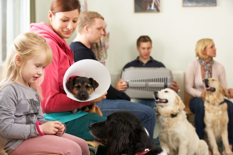 people waiting with their pets in vet office waiting room