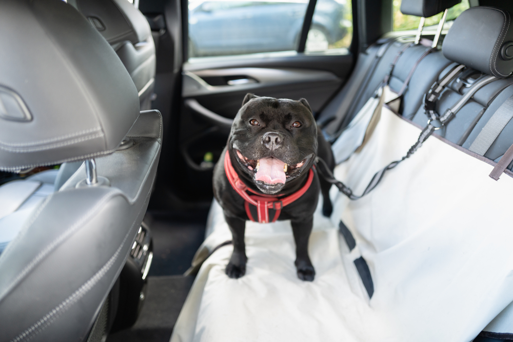 dog in back seat of car with seat cover