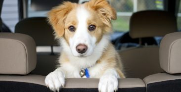 Image of 6 Effective Tips for How to Remove Pet Hair From Your Car