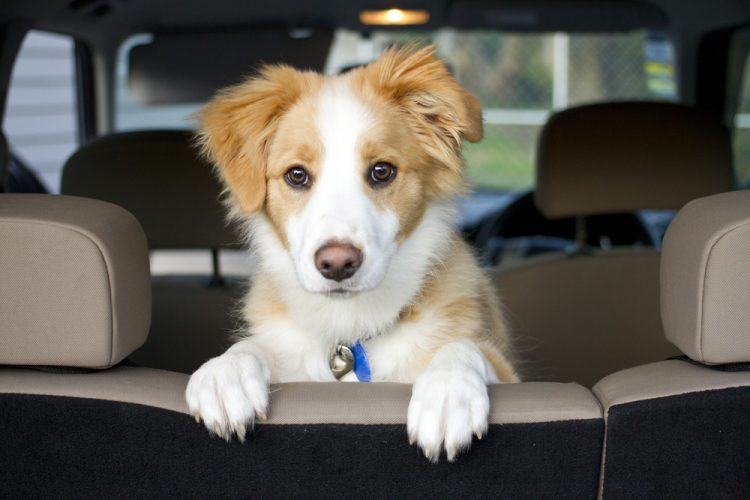 dog in the back seat of car