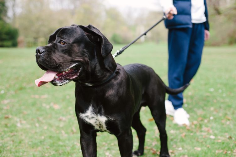 Taking a Cane Corso for a walk