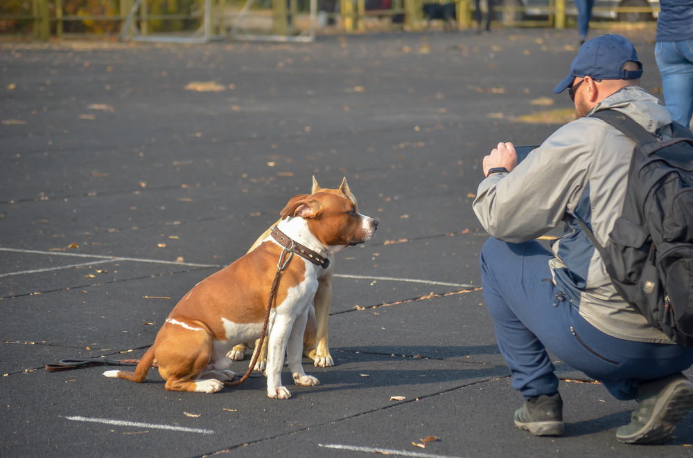 A man takes a picture of two American Staffordshire Terriers (pit bulls)