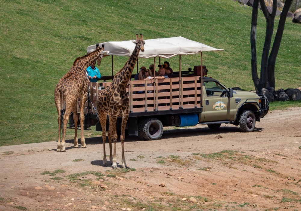San Diego Zoo Safari Park visitors get up close with giraffes