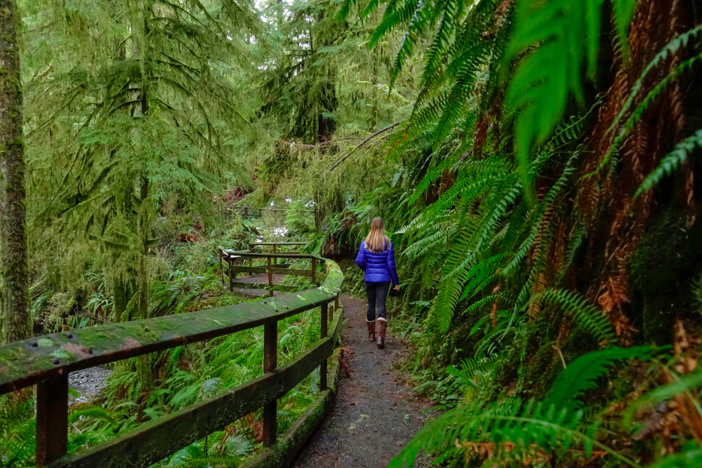 A hiker in Olympic National Park