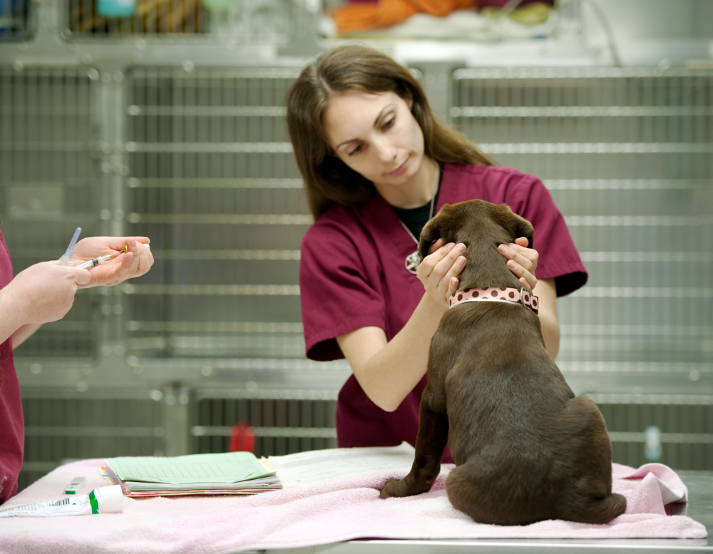 Veterinarian prepares to give a puppy its vaccinations