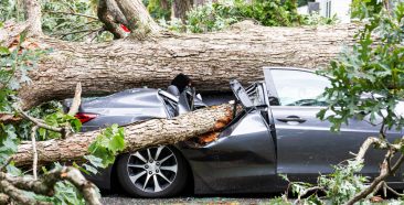 Image of A Tree Fell on My Car, Will My Insurance Cover It?