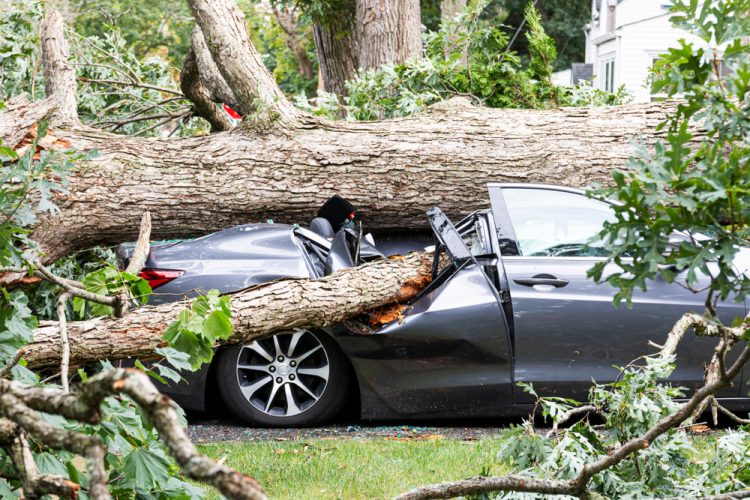 Car is smashed under fallen tree