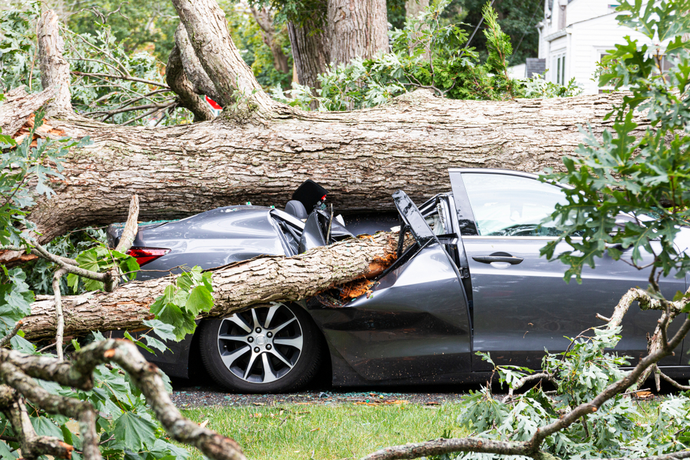 A Tree Fell On My Car, Will My Insurance Cover It? | Freeway Insurance
