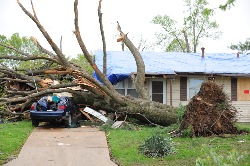 Car has tree over it after a storm