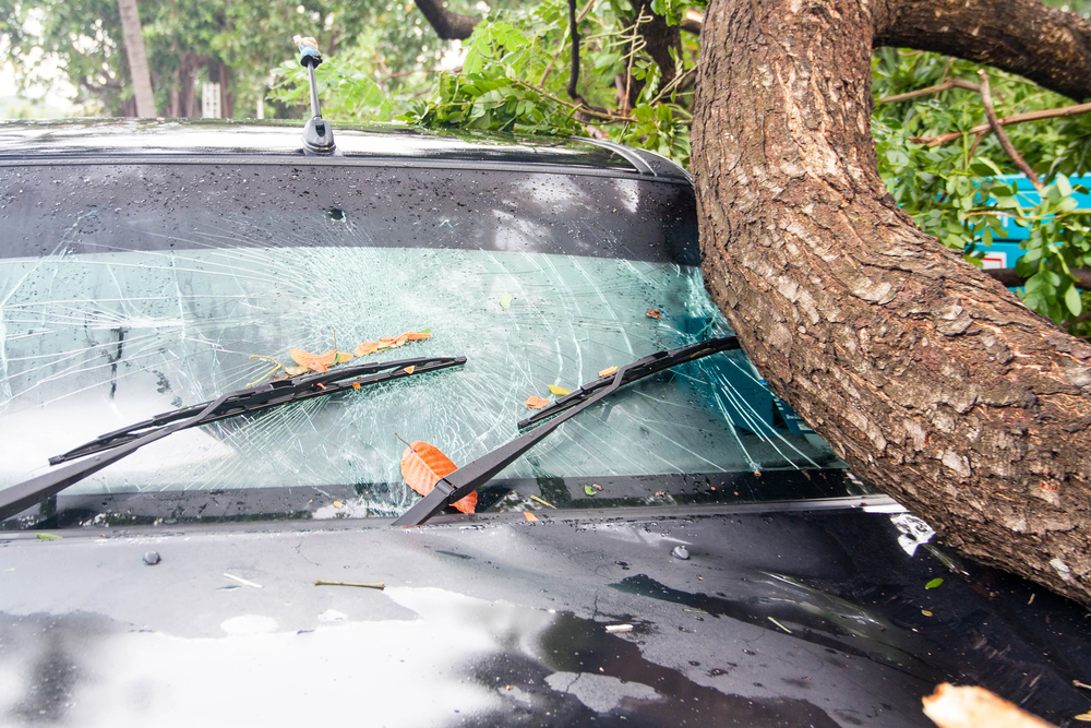 Tree on top of truck after hurricane