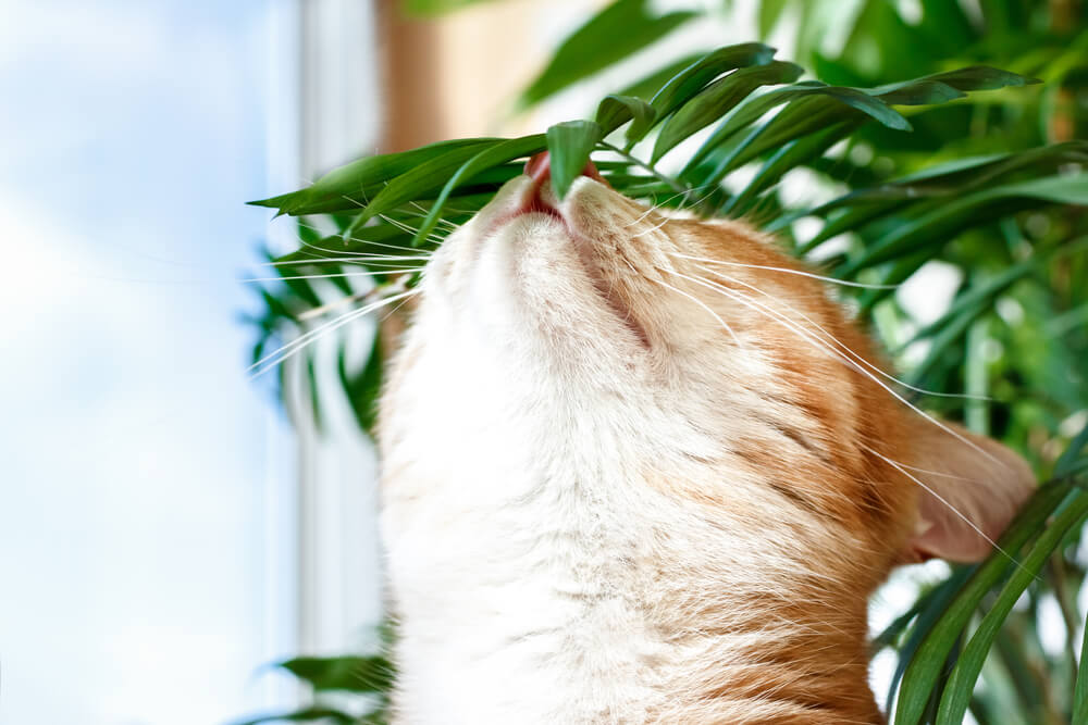Red cat smelling flowers from a pot