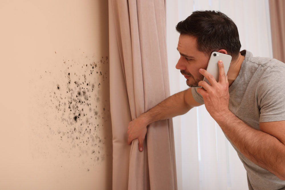 Image of How Homeowners Insurance Policies Handle Mold Damage 