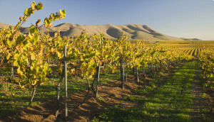 Vineyards in Santa Maria, CA